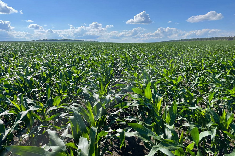 Высокий урожай ждут в Kusto Agro